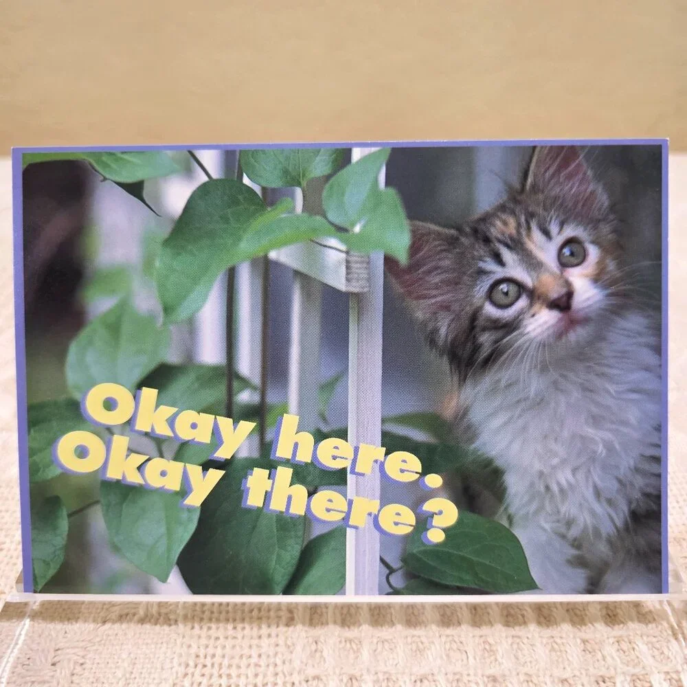 Vintage 1970's Kitten Cat OKAY HERE. OKAY THERE? Postcard Unused 70755